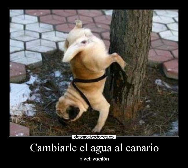 Cambiarle el agua al canario - nivel: vacilón