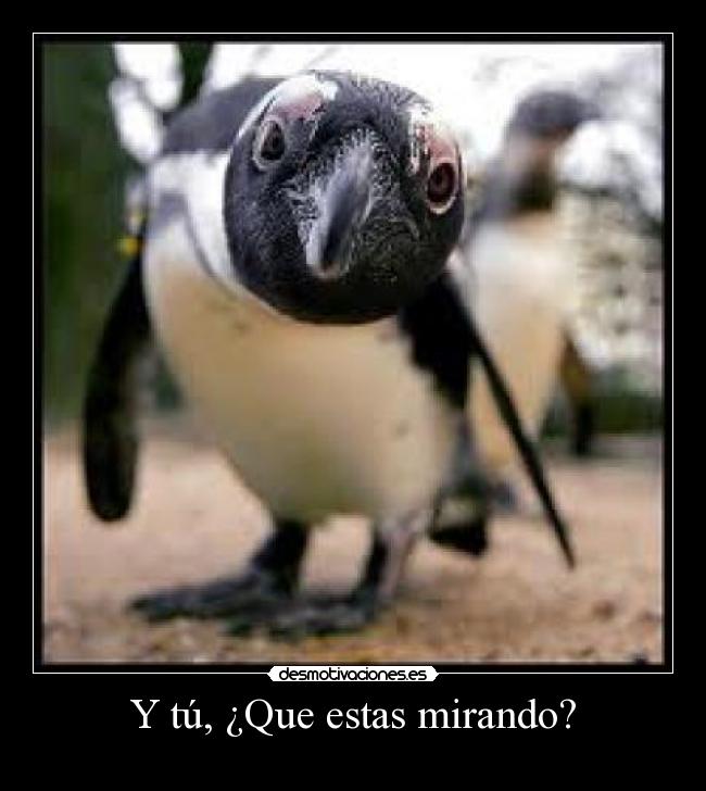 Y tú, ¿Que estas mirando? - 