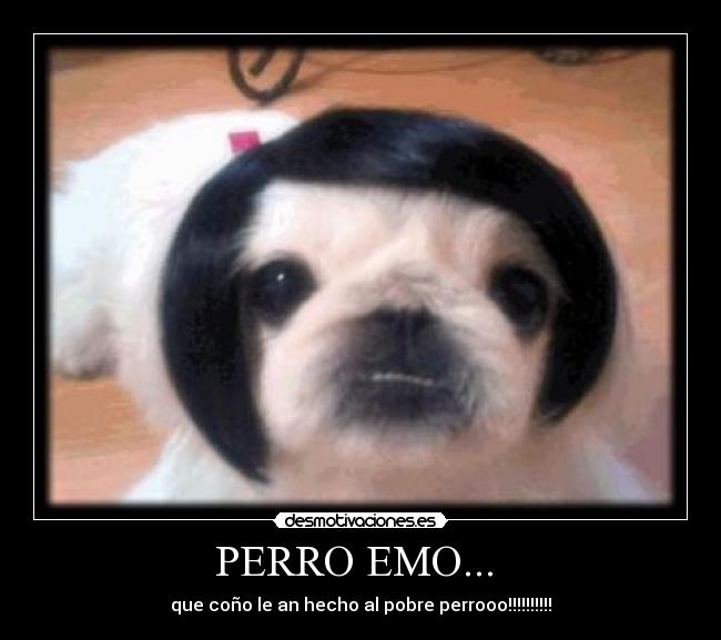 carteles perro emo -_- desmotivaciones