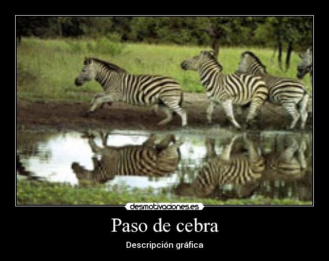 Paso de cebra - Descripción gráfica