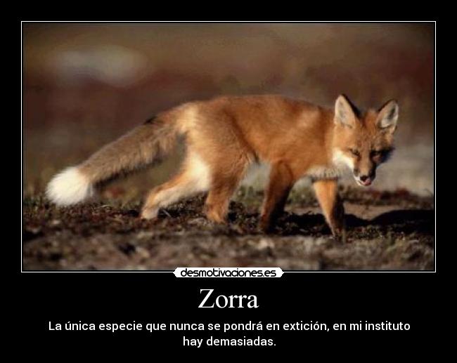 Zorra - La única especie que nunca se pondrá en extición, en mi instituto hay demasiadas.