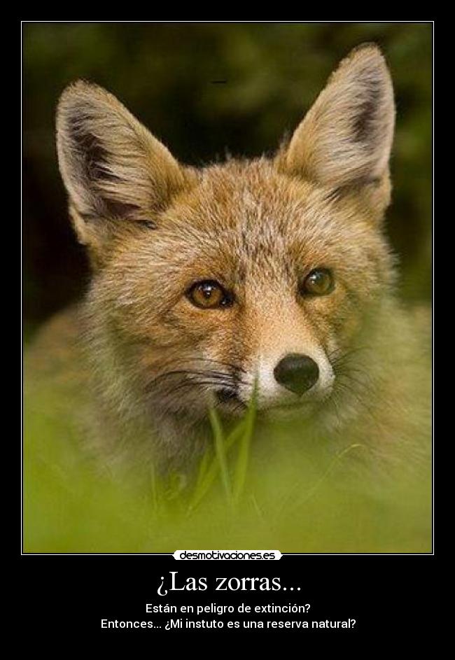 carteles nusa zorras desmotivaciones