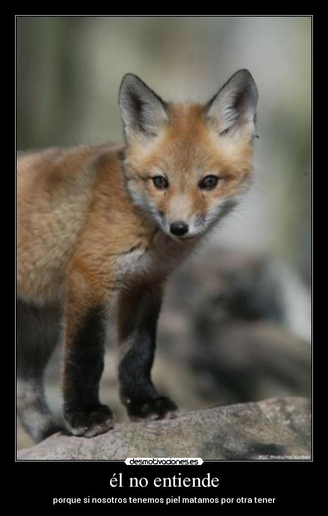 él no entiende - porque si nosotros tenemos piel matamos por otra tener