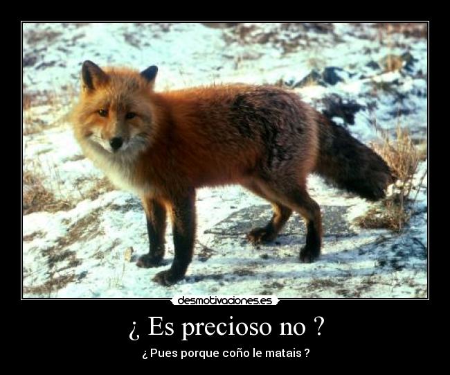 ¿ Es precioso no ? - ¿ Pues porque coño le matais ?