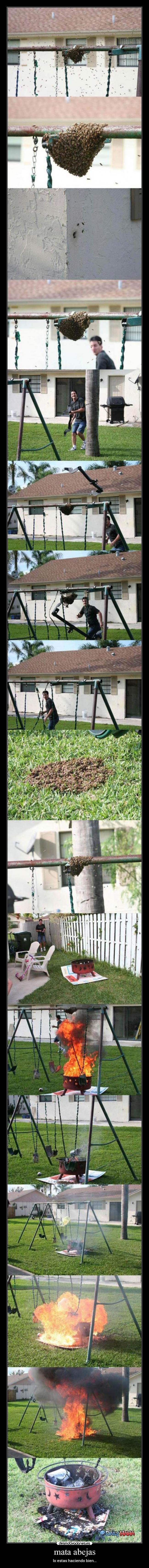 mata abejas -