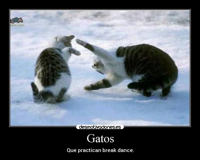 Gatos -