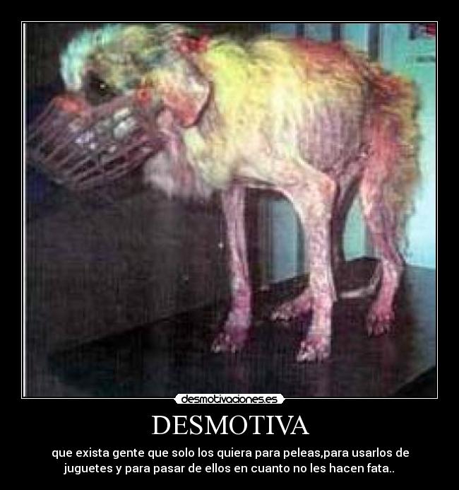 DESMOTIVA - que exista gente que solo los quiera para peleas,para usarlos de
juguetes y para pasar de ellos en cuanto no les hacen fata..