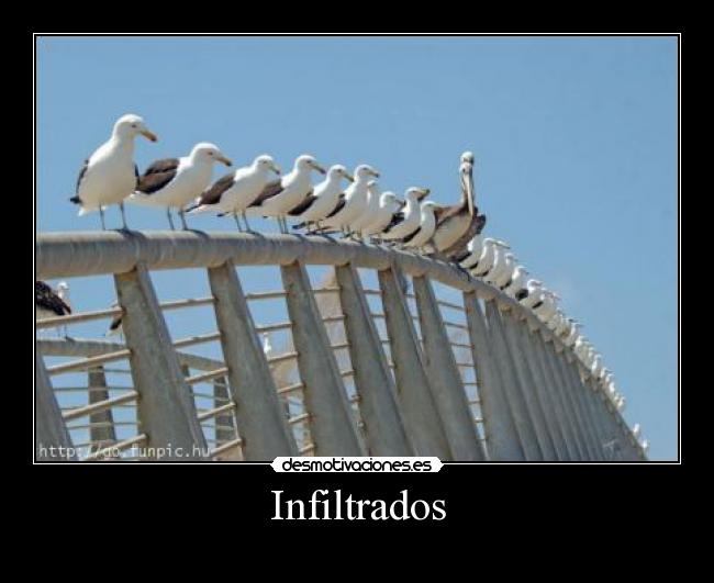 Infiltrados -