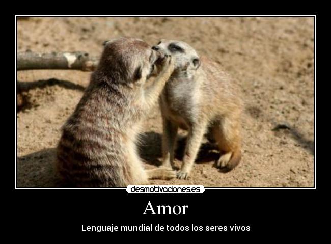 Amor - Lenguaje mundial de todos los seres vivos