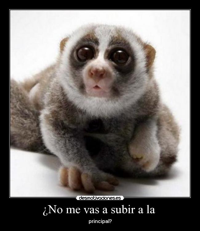 ¿No me vas a subir a la - principal?