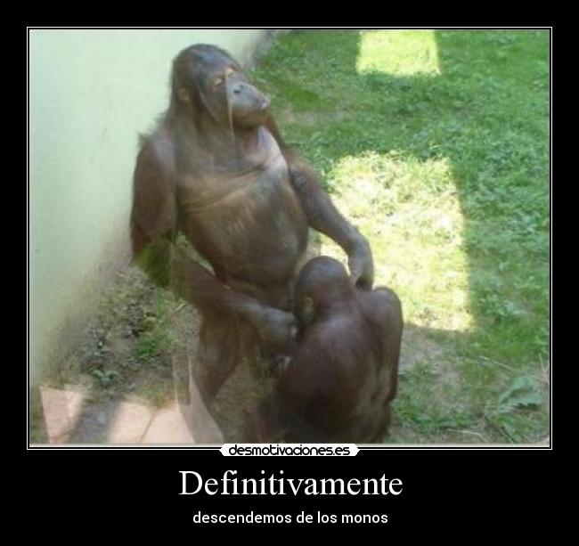 Definitivamente - descendemos de los monos