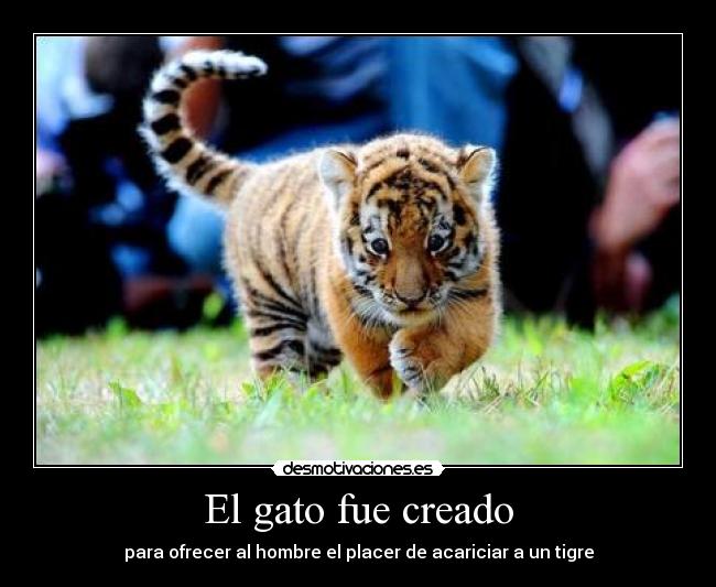 carteles gatostigre placer acariciar desmotivaciones