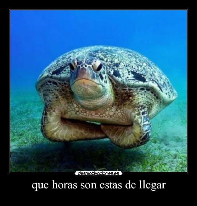 carteles tortuga desmotivaciones