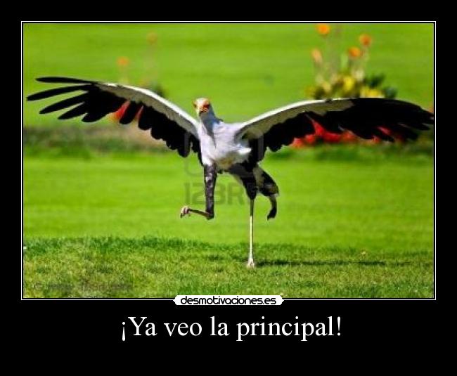 ¡Ya veo la principal! - 