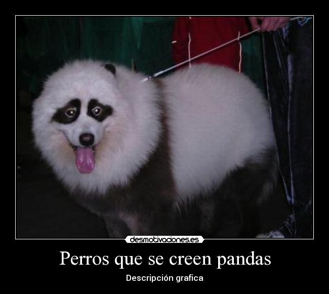 Perros que se creen pandas - Descripción grafica