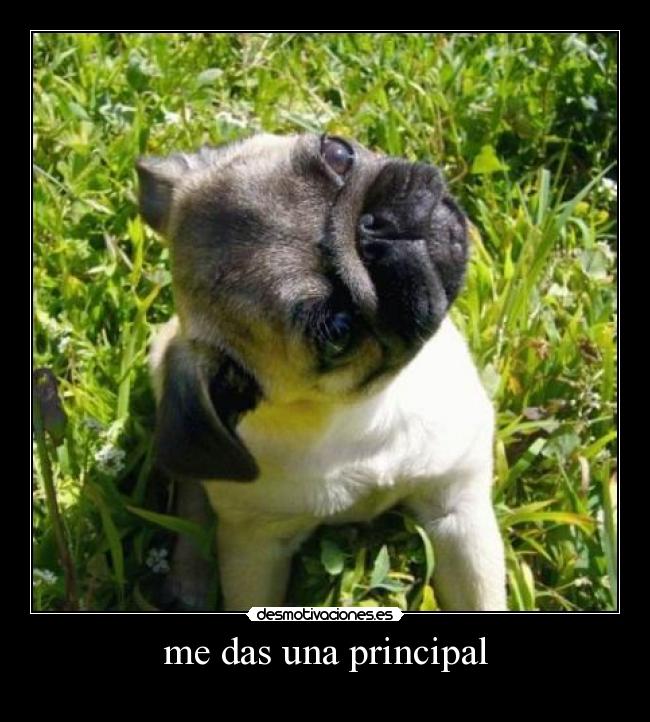 me das una principal - 