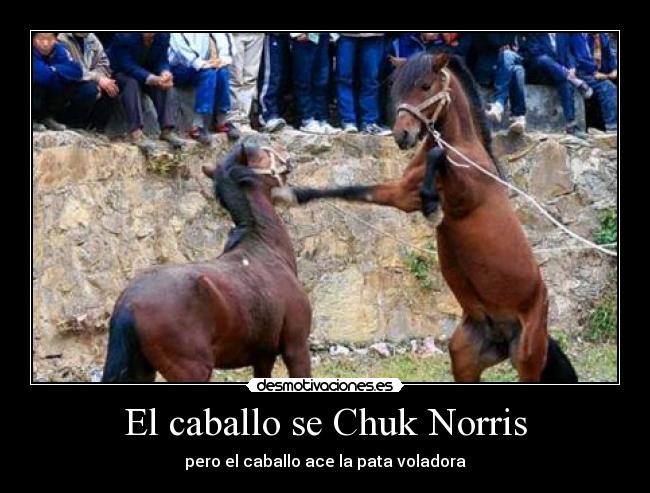 El caballo se Chuk Norris - 