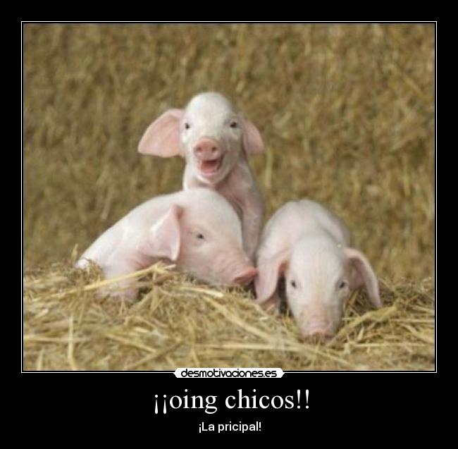 ¡¡oing chicos!! - 