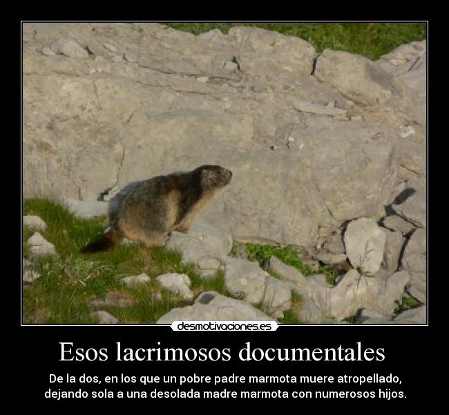 Esos lacrimosos documentales  - De la dos, en los que un pobre padre marmota muere atropellado,
dejando sola a una desolada madre marmota con numerosos hijos.