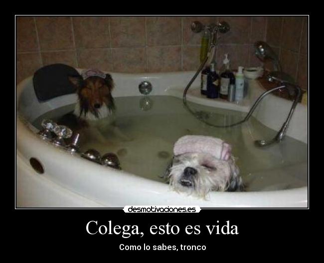 Colega, esto es vida - Como lo sabes, tronco