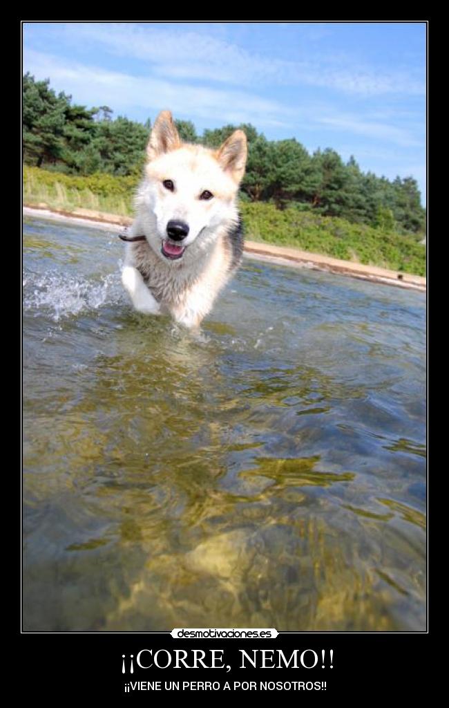¡¡CORRE, NEMO!! - 