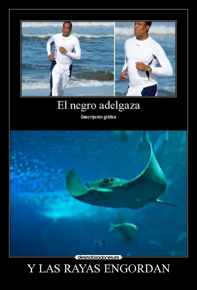 Y LAS RAYAS ENGORDAN - 