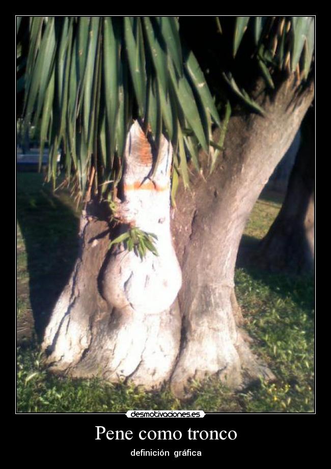 Pene como tronco - definición  gráfica