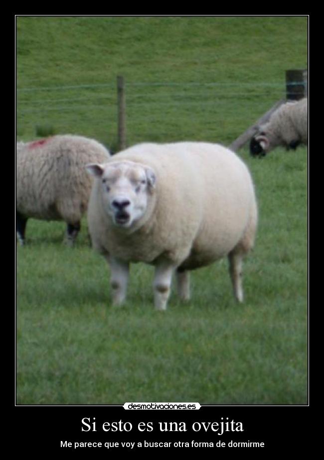 Si esto es una ovejita - 