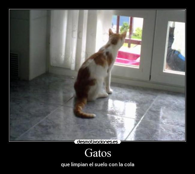 Gatos -