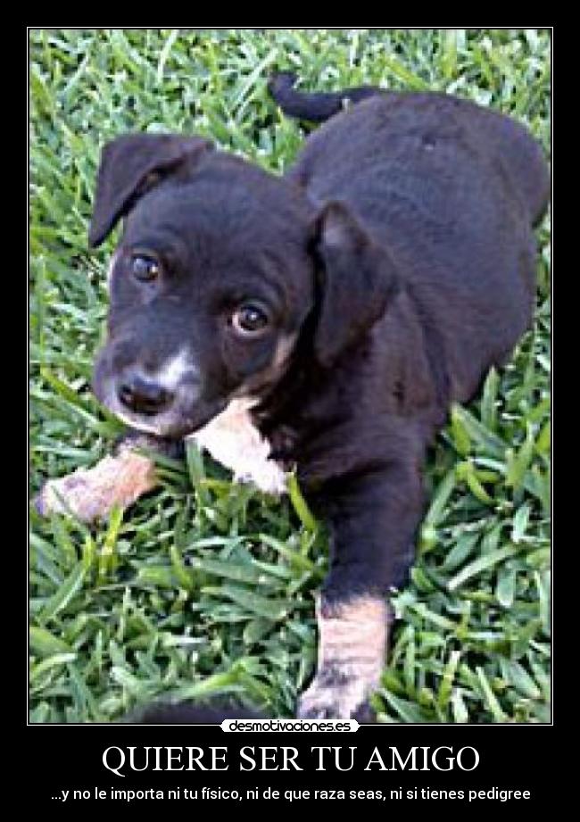 QUIERE SER TU AMIGO - ...y no le importa ni tu físico, ni de que raza seas, ni si tienes pedigree
