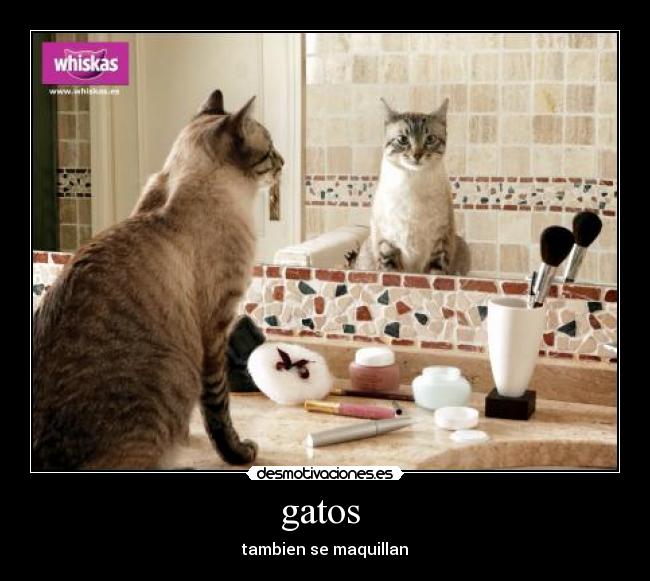 gatos  - 