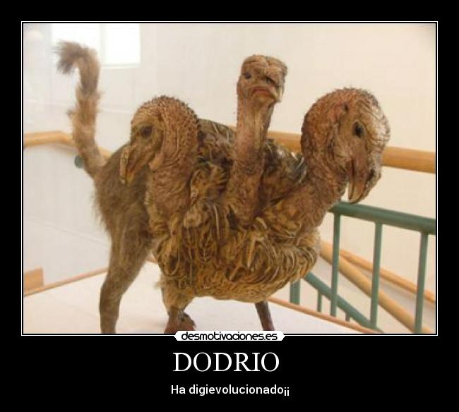 DODRIO - Ha digievolucionado¡¡