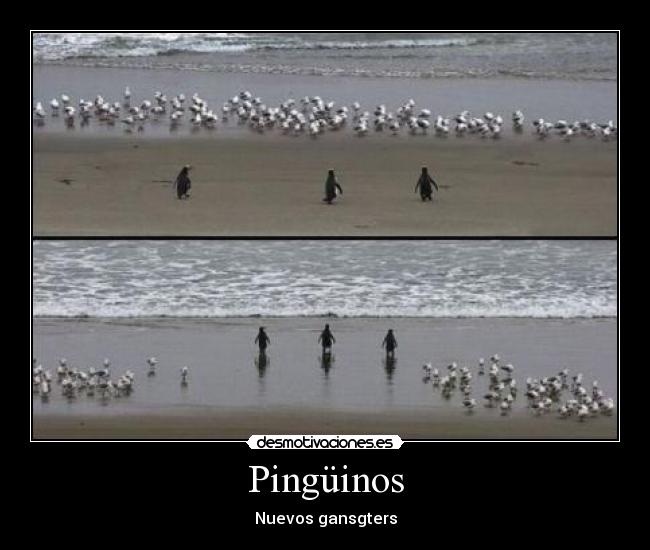Pingüinos - 