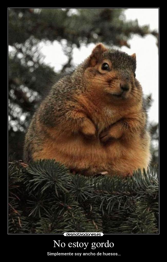 No estoy gordo -