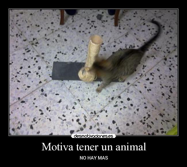 Motiva tener un animal - NO HAY MAS