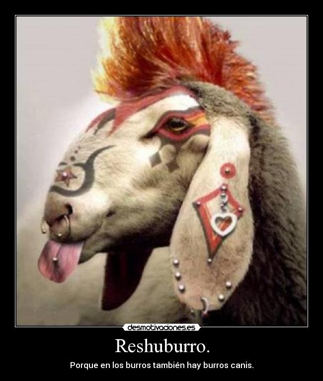 Reshuburro. - 