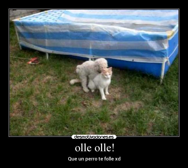 olle olle! - Que un perro te folle xd