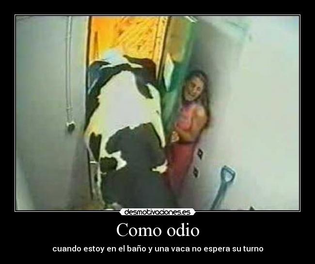 Como odio - cuando estoy en el baño y una vaca no espera su turno