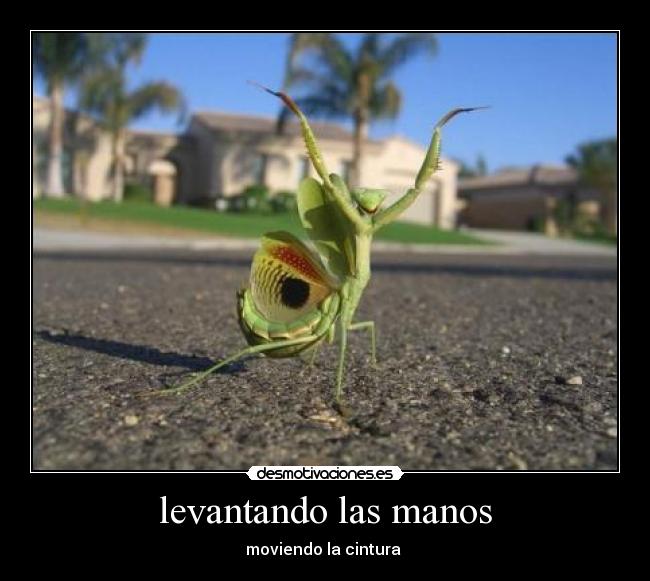 levantando las manos -