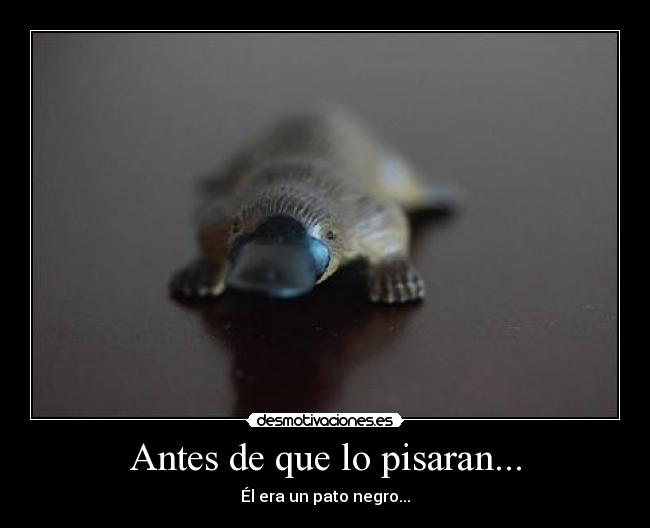 Antes de que lo pisaran... - 