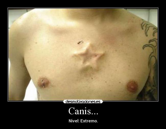 Canis... - Nivel: Extremo.