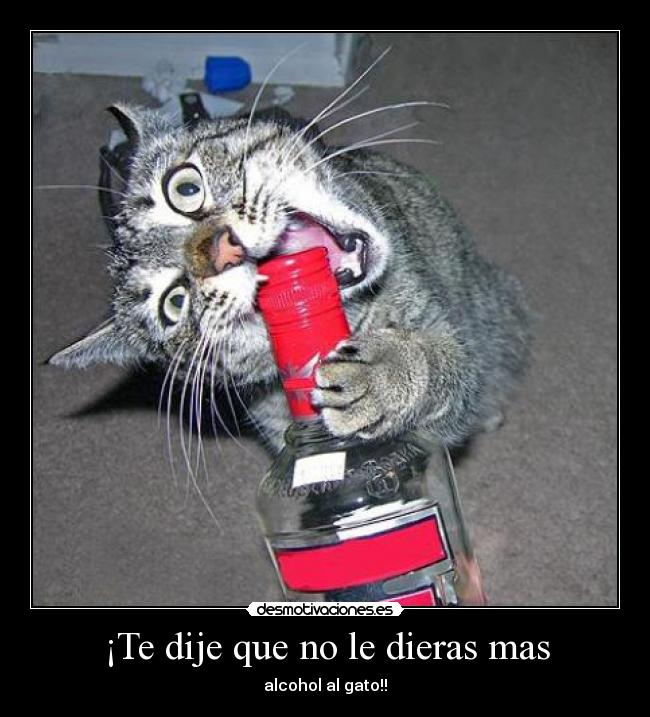 ¡Te dije que no le dieras mas - alcohol al gato!!