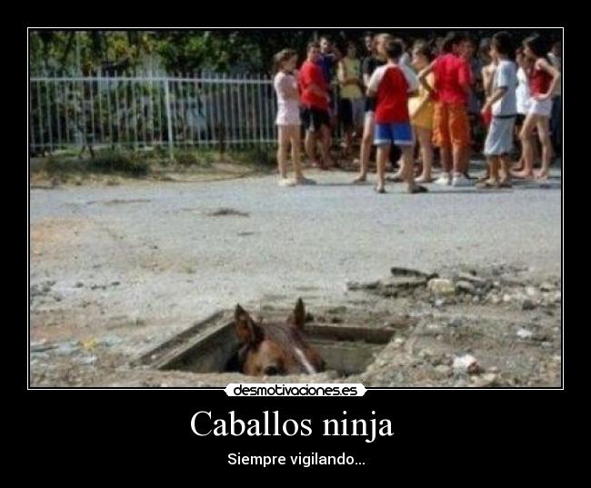 carteles caballos desmotivaciones