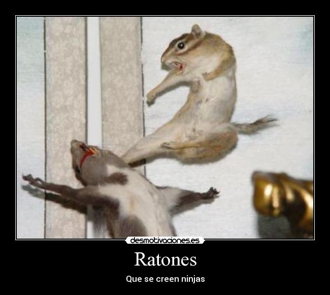 Ratones - Que se creen ninjas