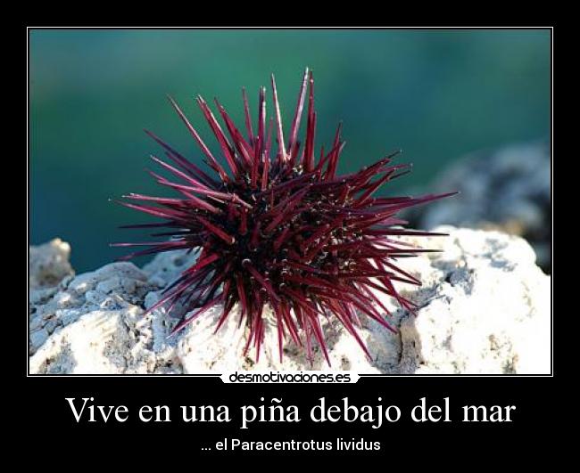 Vive en una piña debajo del mar - ... el Paracentrotus lividus