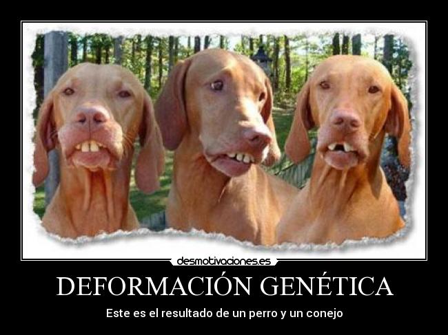 DEFORMACIÓN GENÉTICA - Este es el resultado de un perro y un conejo