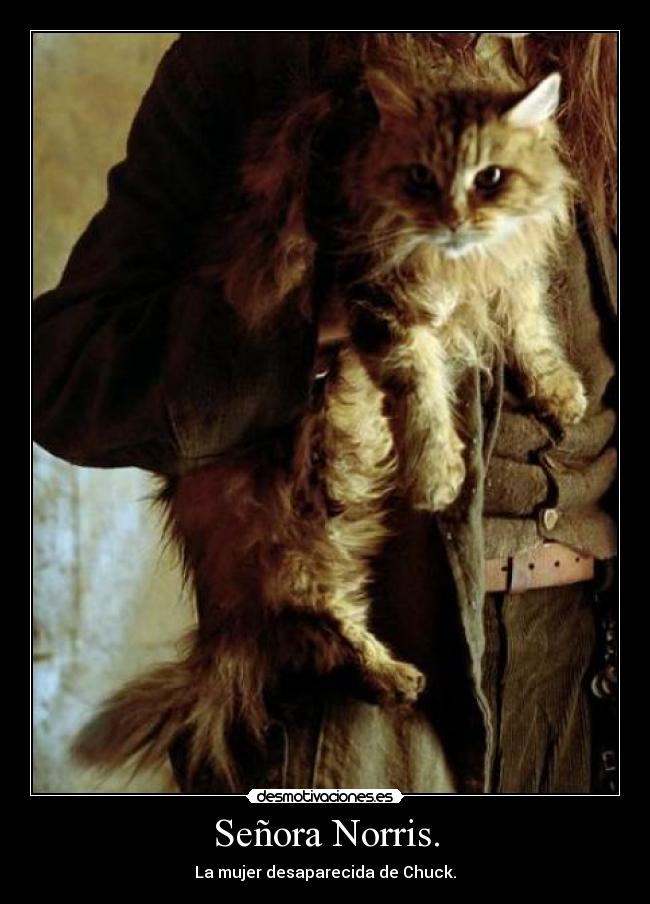 carteles senora norris desmotivaciones