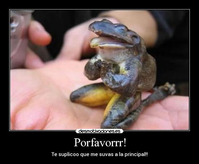 Porfavorrr! - 