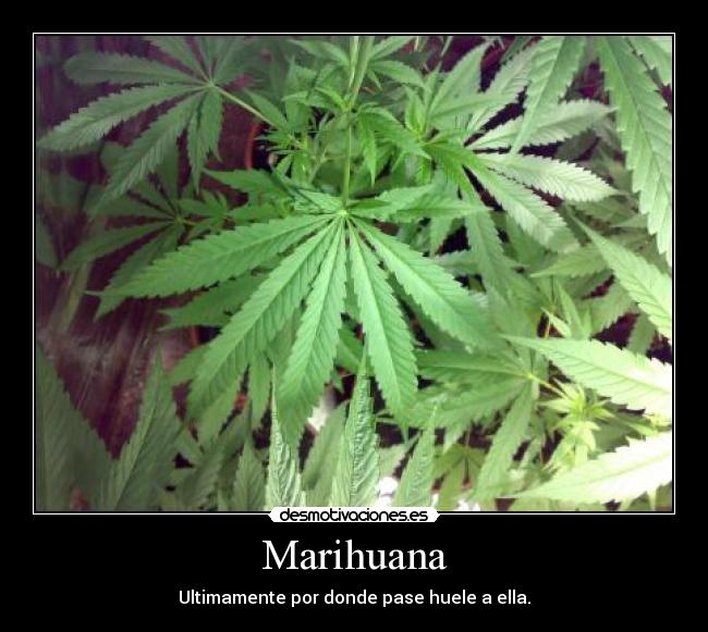Marihuana - Ultimamente por donde pase huele a ella.