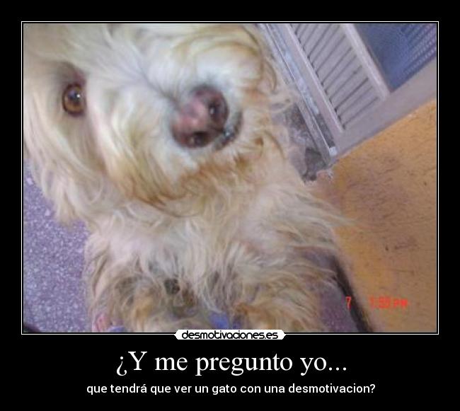 carteles gato desmotivacion interrogacion pregunta desmotivaciones